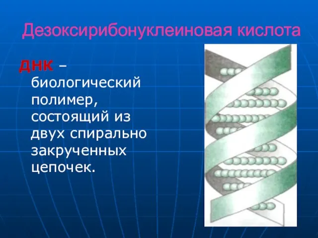 Дезоксирибонуклеиновая кислота ДНК –биологический полимер, состоящий из двух спирально закрученных цепочек.