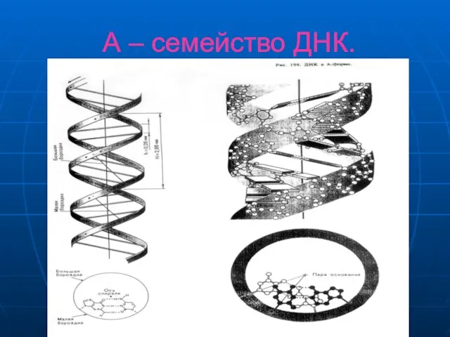 А – семейство ДНК.