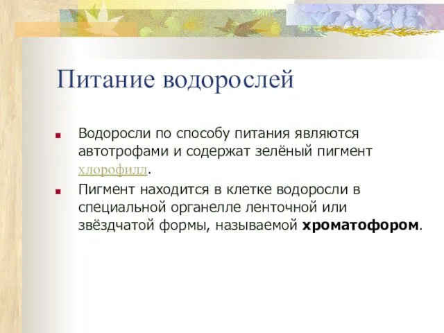 Питание водорослей Водоросли по способу питания являются автотрофами и содержат зелёный пигмент