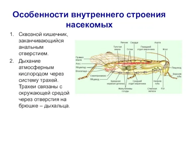 Особенности внутреннего строения насекомых Сквозной кишечник, заканчивающийся анальным отверстием. Дыхание атмосферным кислородом