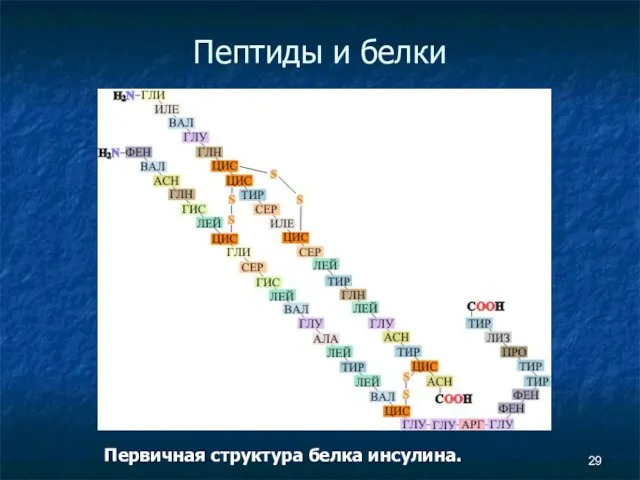 Пептиды и белки Первичная структура белка инсулина.