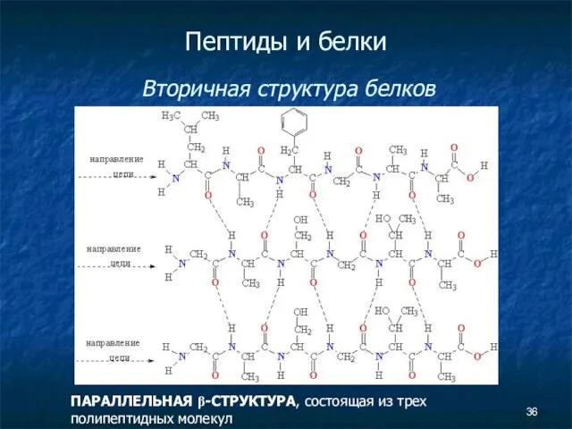 Пептиды и белки Вторичная структура белков ПАРАЛЛЕЛЬНАЯ β-СТРУКТУРА, состоящая из трех полипептидных молекул