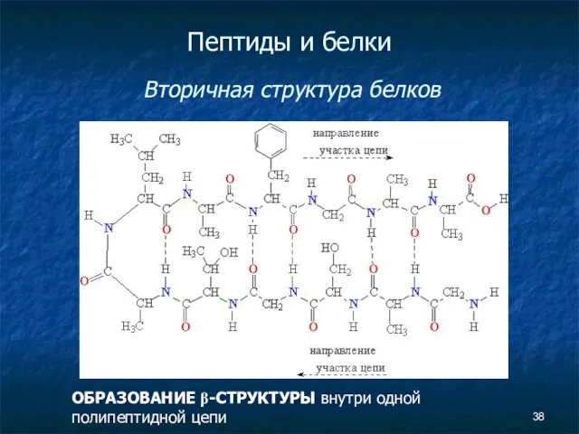 Пептиды и белки Вторичная структура белков ОБРАЗОВАНИЕ β-СТРУКТУРЫ внутри одной полипептидной цепи