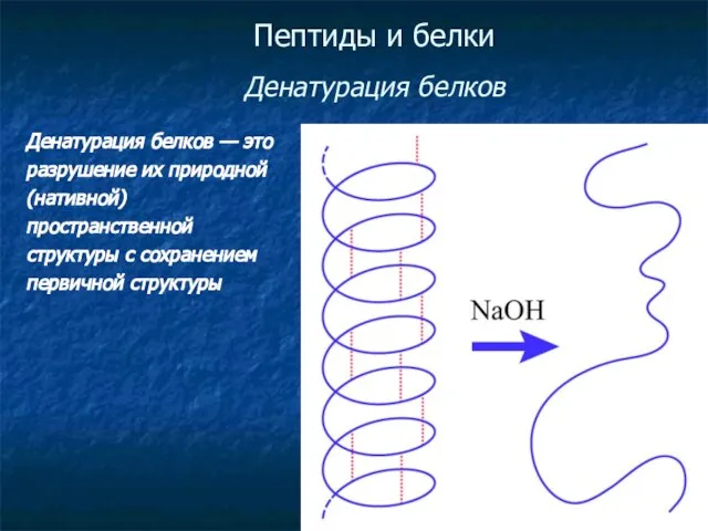 Пептиды и белки Денатурация белков Денатурация белков — это разрушение их природной