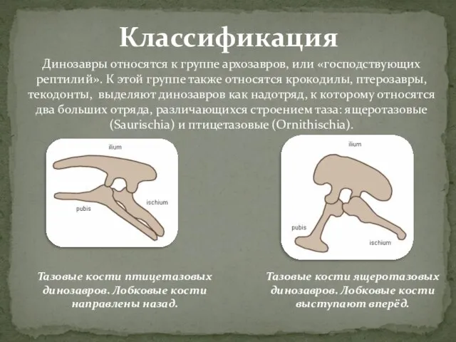 Динозавры относятся к группе архозавров, или «господствующих рептилий». К этой группе также