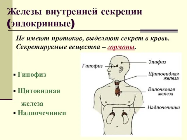 Железы внутренней секреции (эндокринные) Не имеют протоков, выделяют секрет в кровь. Секретируемые