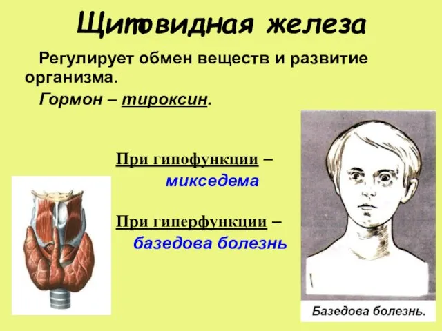 Щитовидная железа Регулирует обмен веществ и развитие организма. Гормон – тироксин. При