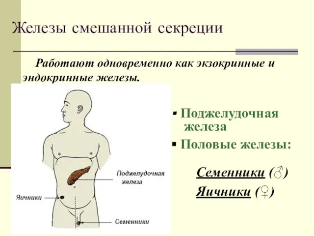 Железы смешанной секреции Работают одновременно как экзокринные и эндокринные железы. Поджелудочная железа