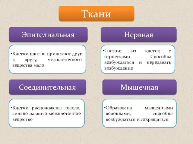 Ткани Эпителиальная Нервная Соединительная Мышечная Клетки плотно прилегают друг к другу, межклеточного