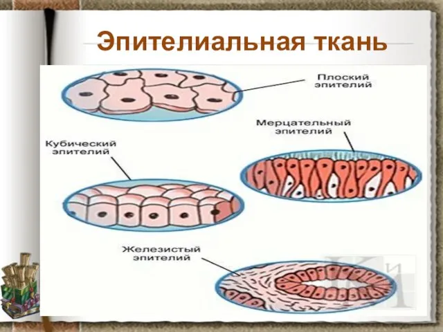 Эпителиальная ткань Задание: рассмотрите препарат эпителиальной ткани, установите черты ее строения, предположите