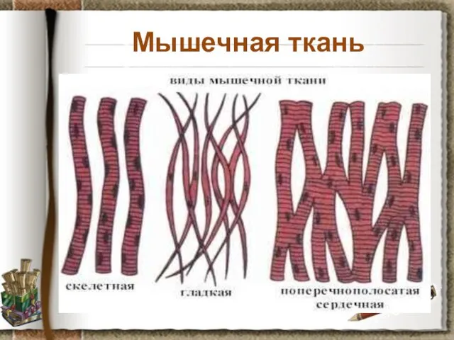 Мышечная ткань Задание: используя материал учебника на странице 30, установите особенности строения,