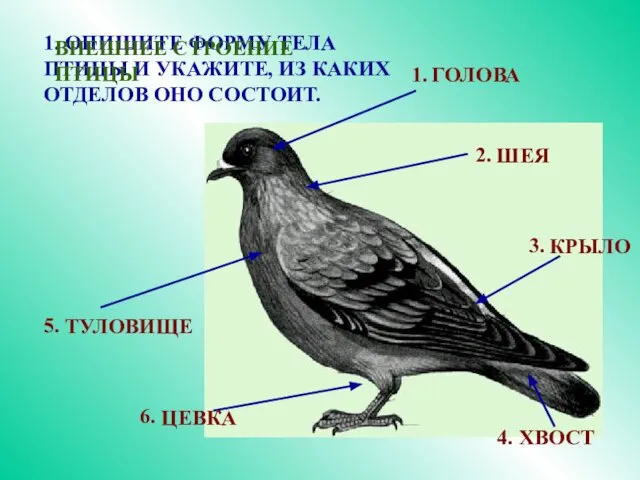 1. ОПИШИТЕ ФОРМУ ТЕЛА ПТИЦЫ И УКАЖИТЕ, ИЗ КАКИХ ОТДЕЛОВ ОНО СОСТОИТ.