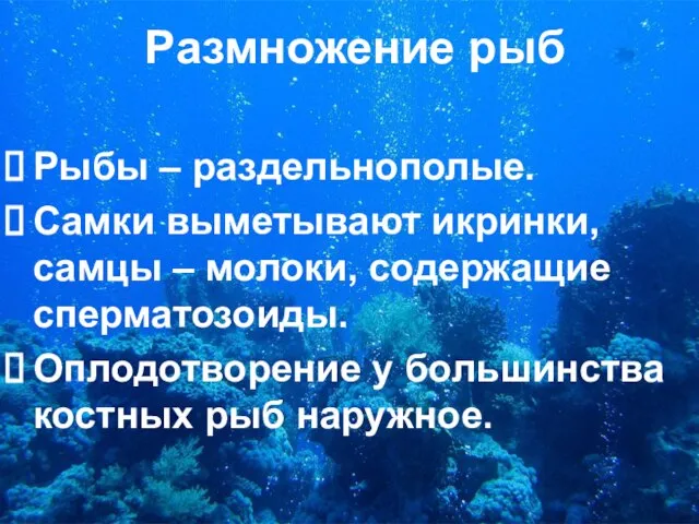 Размножение рыб Рыбы – раздельнополые. Самки выметывают икринки, самцы – молоки, содержащие