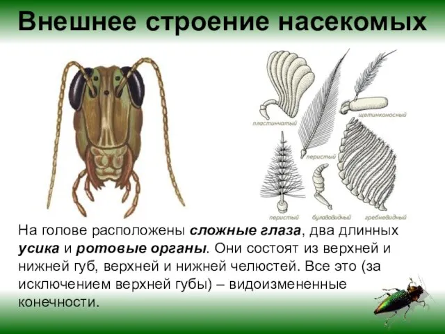 Внешнее строение насекомых На голове расположены сложные глаза, два длинных усика и