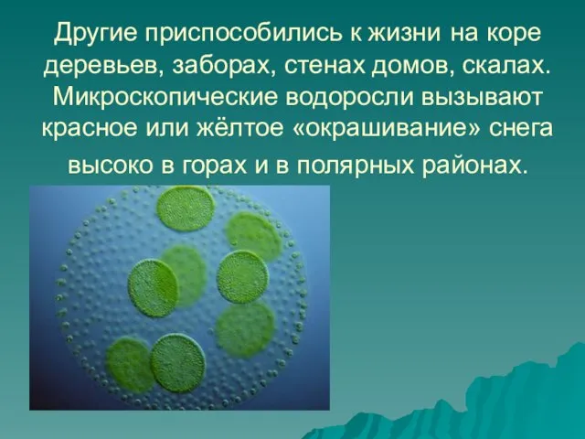 Другие приспособились к жизни на коре деревьев, заборах, стенах домов, скалах. Микроскопические