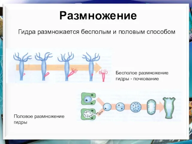 Размножение Гидра размножается бесполым и половым способом Бесполое размножение гидры - почкование Половое размножение гидры