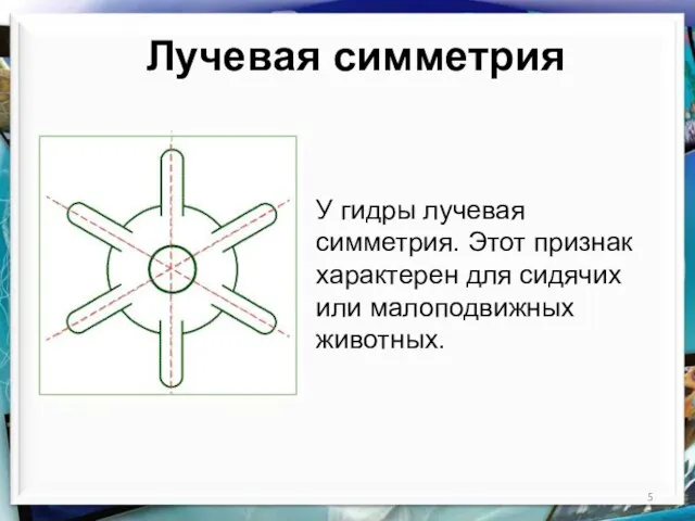 Лучевая симметрия У гидры лучевая симметрия. Этот признак характерен для сидячих или малоподвижных животных.