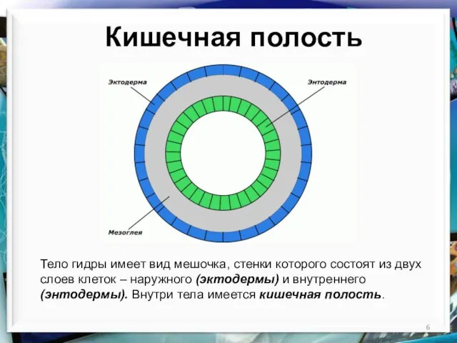 Кишечная полость Тело гидры имеет вид мешочка, стенки которого состоят из двух