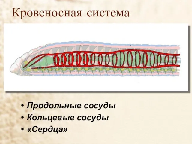 Кровеносная система Продольные сосуды Кольцевые сосуды «Сердца»