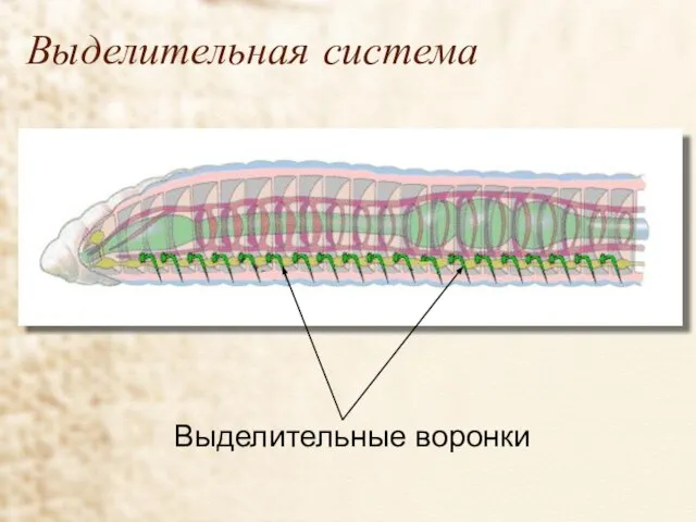 Выделительная система Выделительные воронки