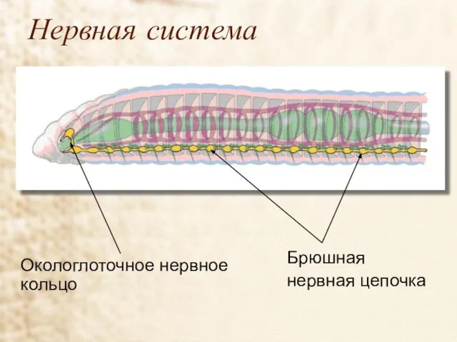 Нервная система Окологлоточное нервное кольцо Брюшная нервная цепочка