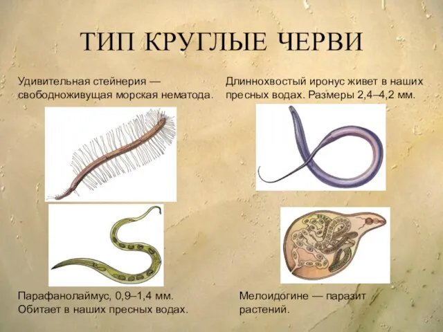 ТИП КРУГЛЫЕ ЧЕРВИ Удивительная стейнерия — свободноживущая морская нематода. Длиннохвостый иронус живет