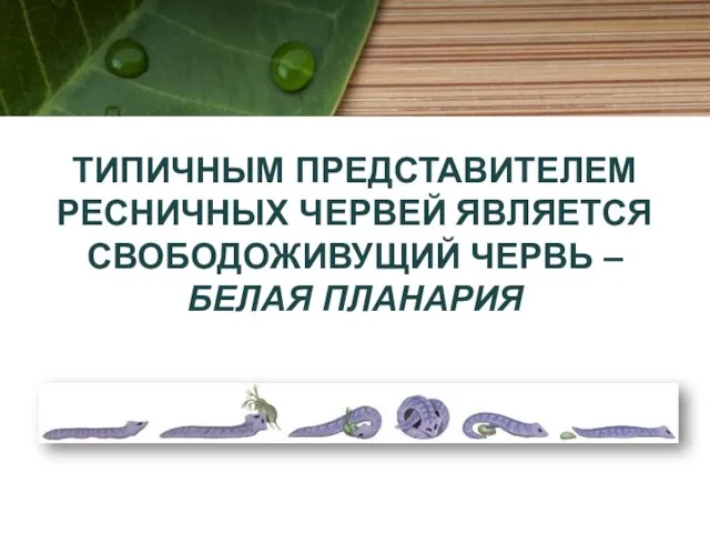 ТИПИЧНЫМ ПРЕДСТАВИТЕЛЕМ РЕСНИЧНЫХ ЧЕРВЕЙ ЯВЛЯЕТСЯ СВОБОДОЖИВУЩИЙ ЧЕРВЬ – БЕЛАЯ ПЛАНАРИЯ