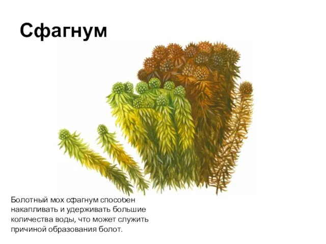 Болотный мох сфагнум способен накапливать и удерживать большие количества воды, что может