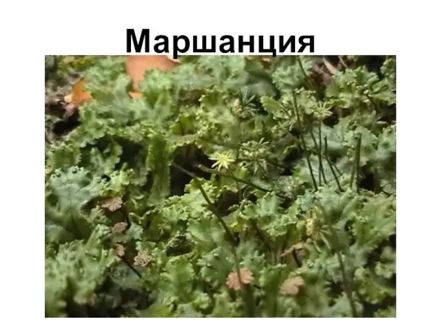 Маршанция