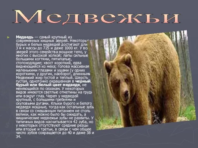 Медведь — самый крупный из современных хищных зверей. Некоторые из бурых и