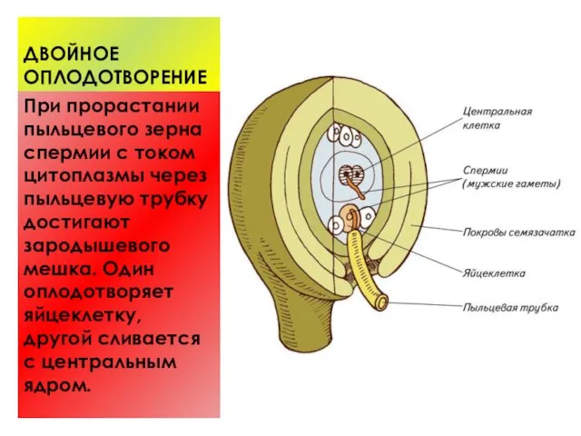 ДВОЙНОЕ ОПЛОДОТВОРЕНИЕ При прорастании пыльцевого зерна спермии с током цитоплазмы через пыльцевую