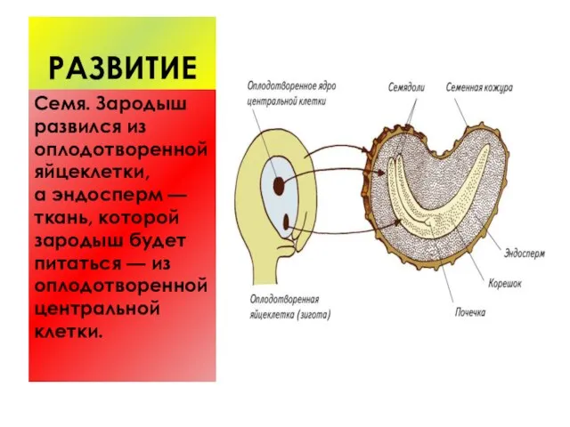 РАЗВИТИЕ Семя. Зародыш развился из оплодотворенной яйцеклетки, а эндосперм — ткань, которой