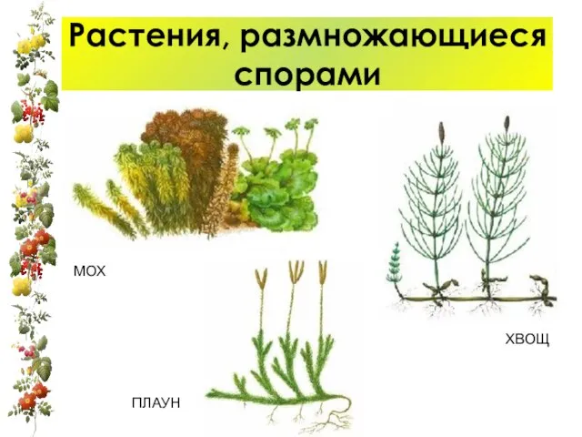 Растения, размножающиеся спорами МОХ ПЛАУН ХВОЩ