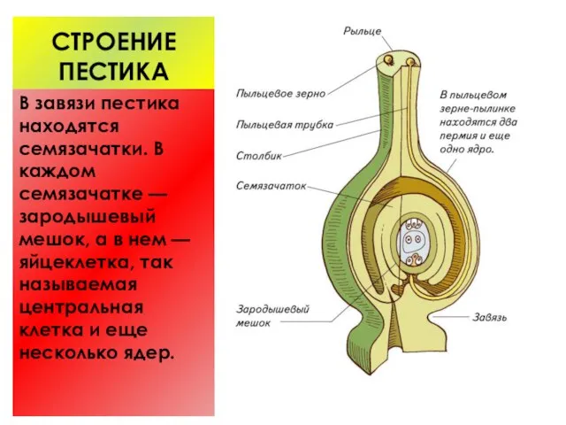 СТРОЕНИЕ ПЕСТИКА В завязи пестика находятся семязачатки. В каждом семязачатке — зародышевый