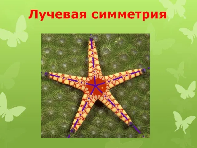 Лучевая симметрия