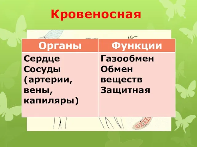 Кровеносная