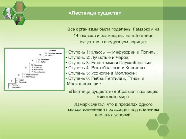 «Лестница существ» Все организмы были поделены Ламарком на 14 классов и размещены