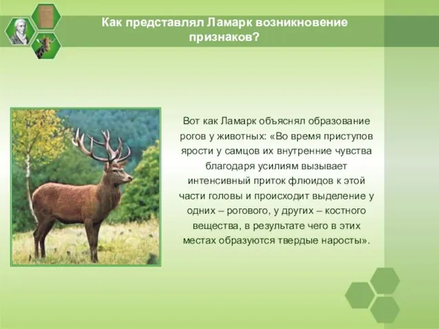 Как представлял Ламарк возникновение признаков? Вот как Ламарк объяснял образование рогов у