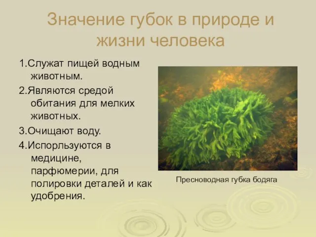 Значение губок в природе и жизни человека 1.Служат пищей водным животным. 2.Являются