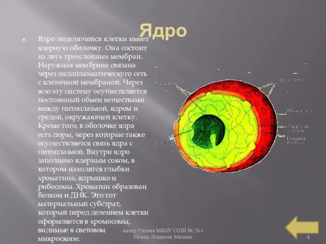 Автор Ученик МБОУ СОШ № 26 г. Пензы Лощинин Михаил Ядро Ядро