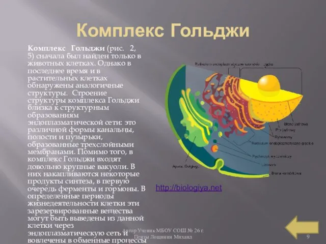 Автор Ученик МБОУ СОШ № 26 г. Пензы Лощинин Михаил Комплекс Гольджи