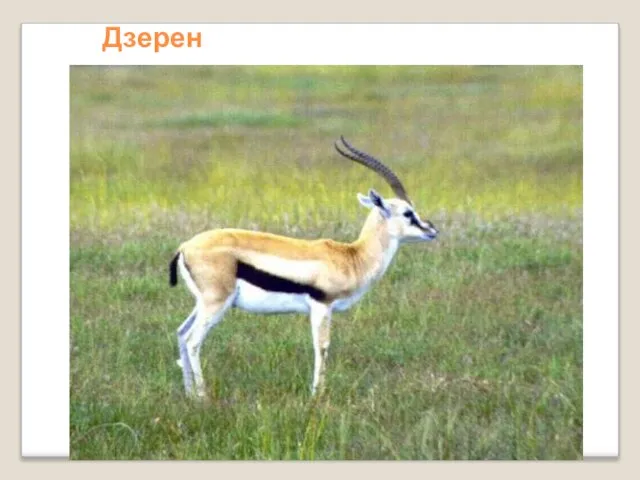 Дзерен