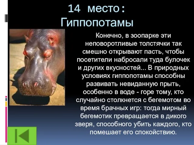 14 место: Гиппопотамы Конечно, в зоопарке эти неповоротливые толстячки так смешно открывают