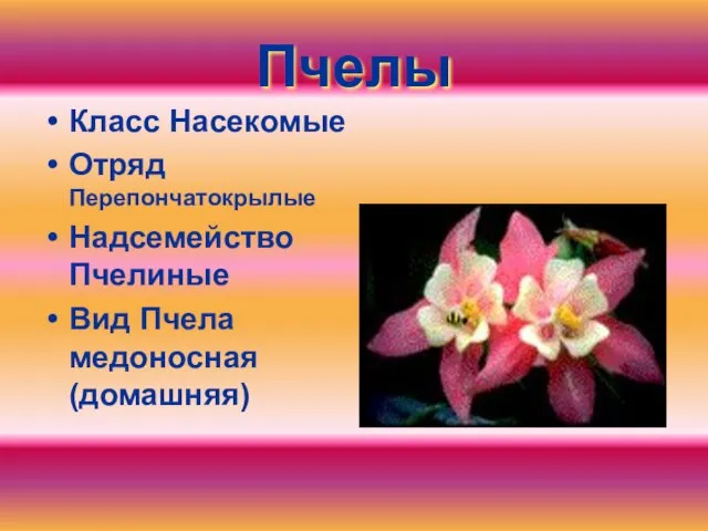 Пчелы Класс Насекомые Отряд Перепончатокрылые Надсемейство Пчелиные Вид Пчела медоносная (домашняя)