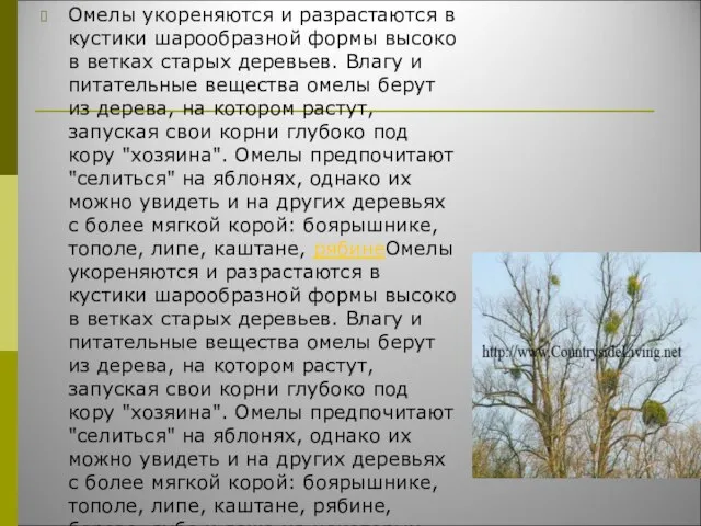 Омелы укореняются и разрастаются в кустики шарообразной формы высоко в ветках старых