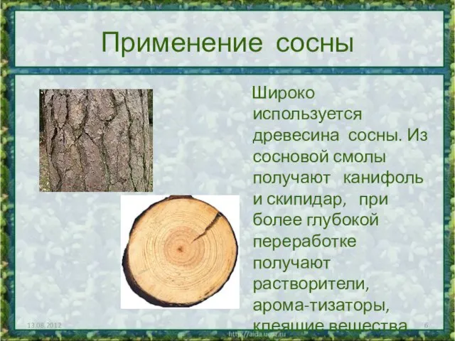 Применение сосны Широко используется древесина сосны. Из сосновой смолы получают канифоль и