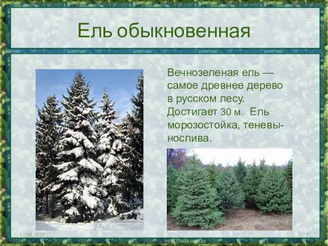 Ель обыкновенная 13.08.2012 Вечнозеленая ель — самое древнее дерево в русском лесу.