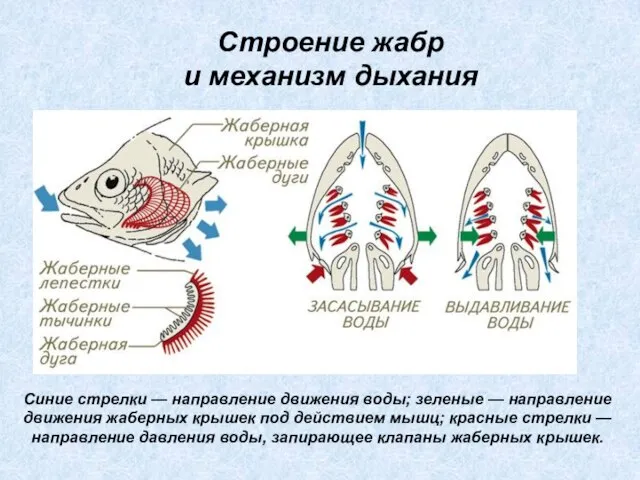 Синие стрелки — направление движения воды; зеленые — направление движения жаберных крышек