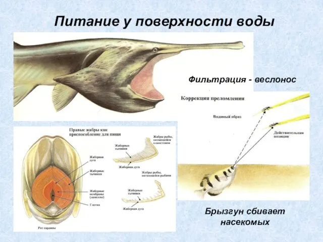 Питание у поверхности воды Фильтрация - веслонос Брызгун сбивает насекомых