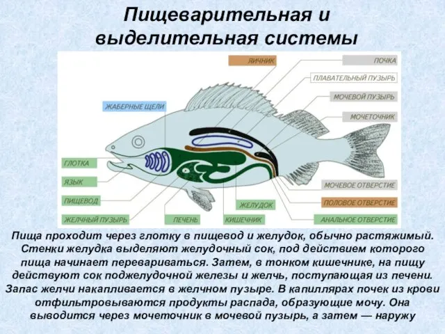 Пища проходит через глотку в пищевод и желудок, обычно растяжимый. Стенки желудка